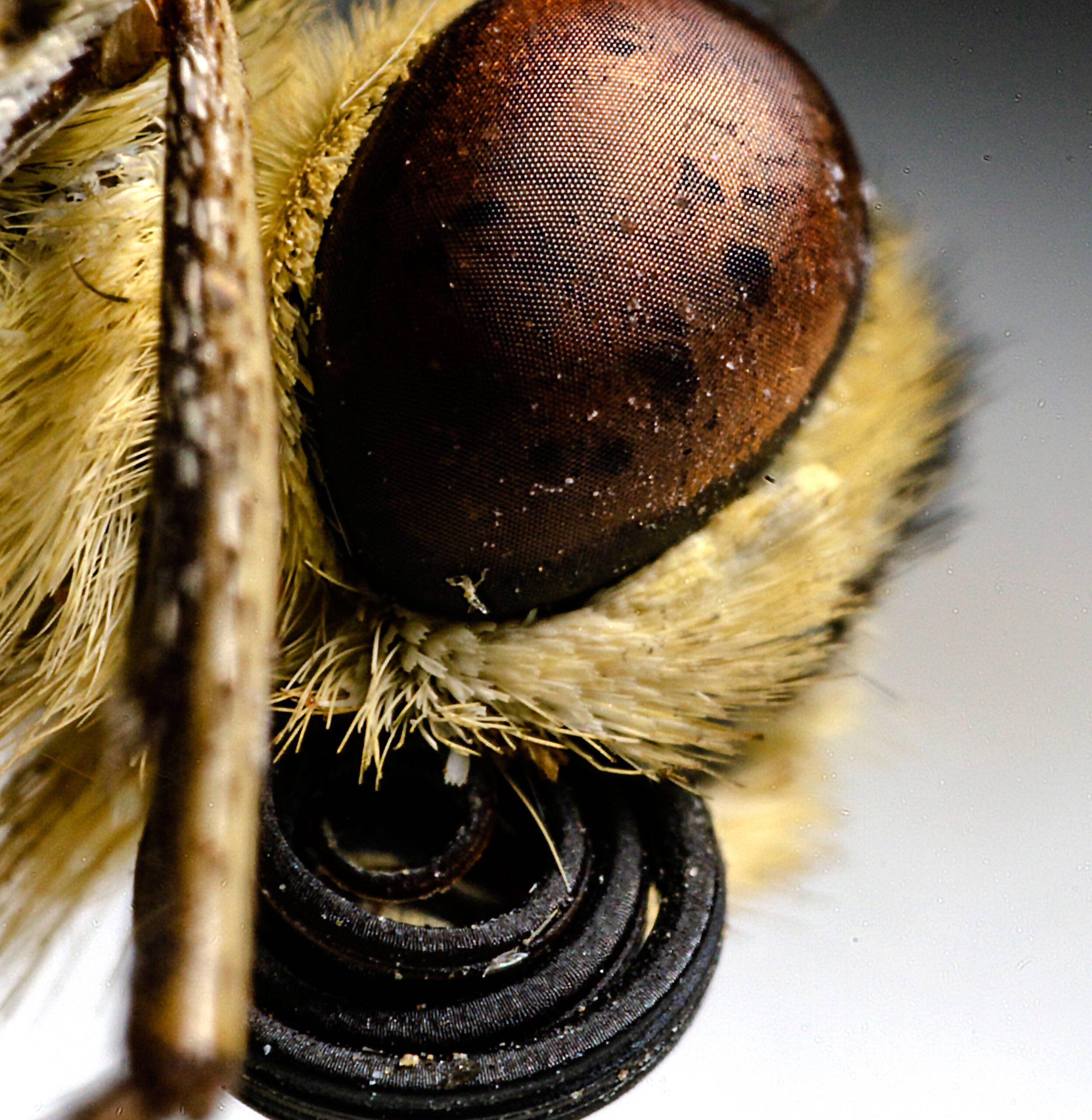 Kelebek kafası ve hortumu (Lepidoptera)