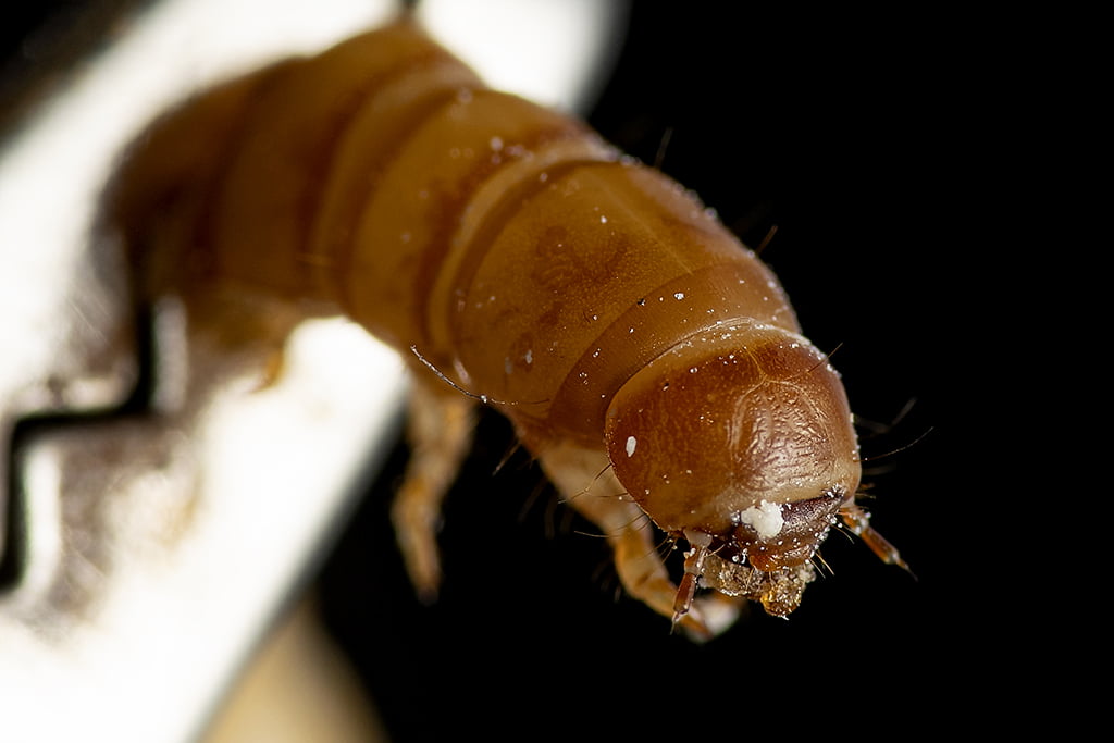 Un kurdu (Coleoptera)