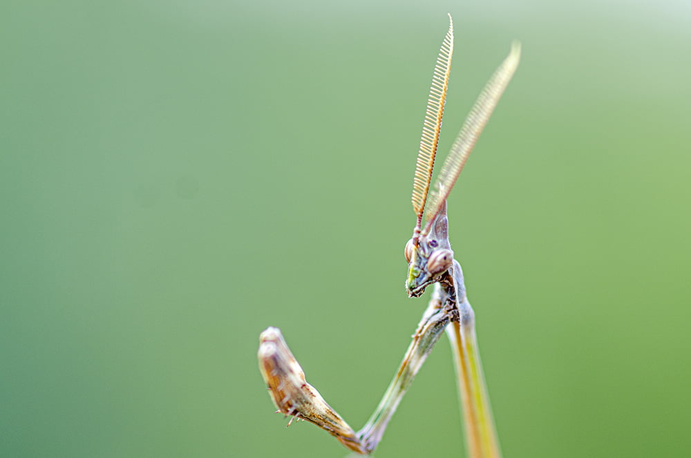 Peygamber devesi (Mantodea)