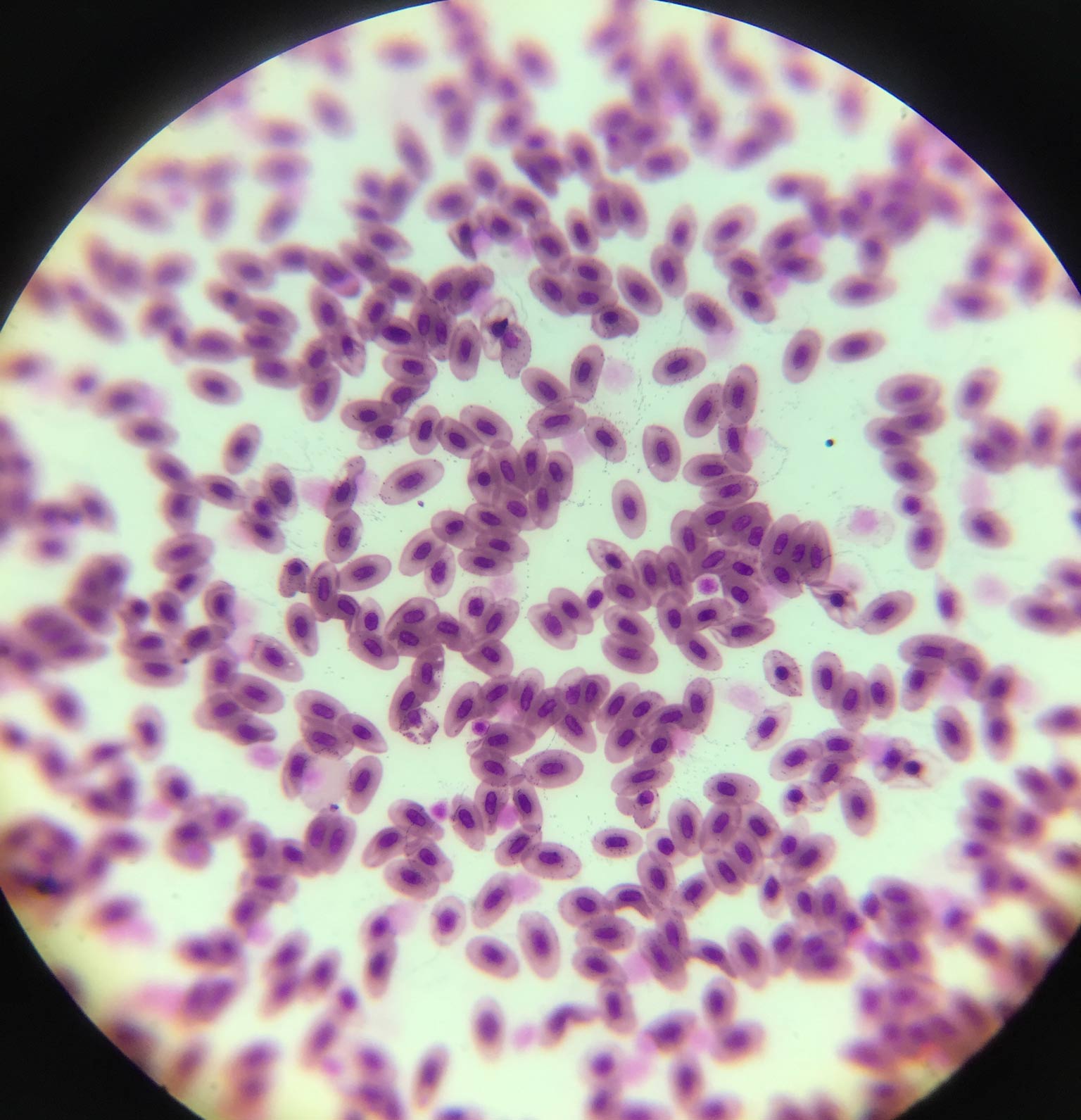 Kurbağa kan hücreleri