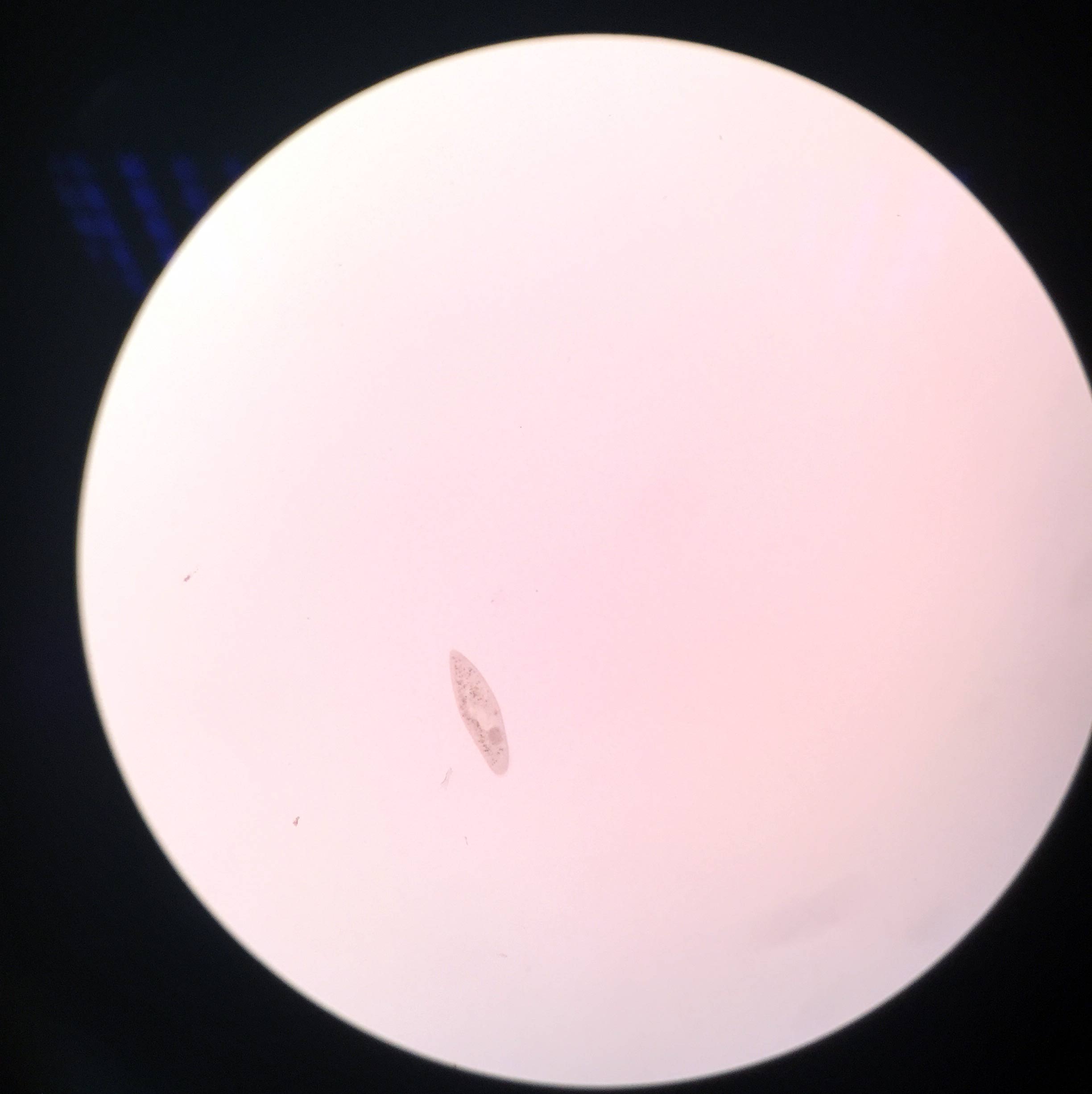 paramecium