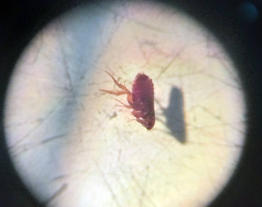 Ctenocephalides-sp-1