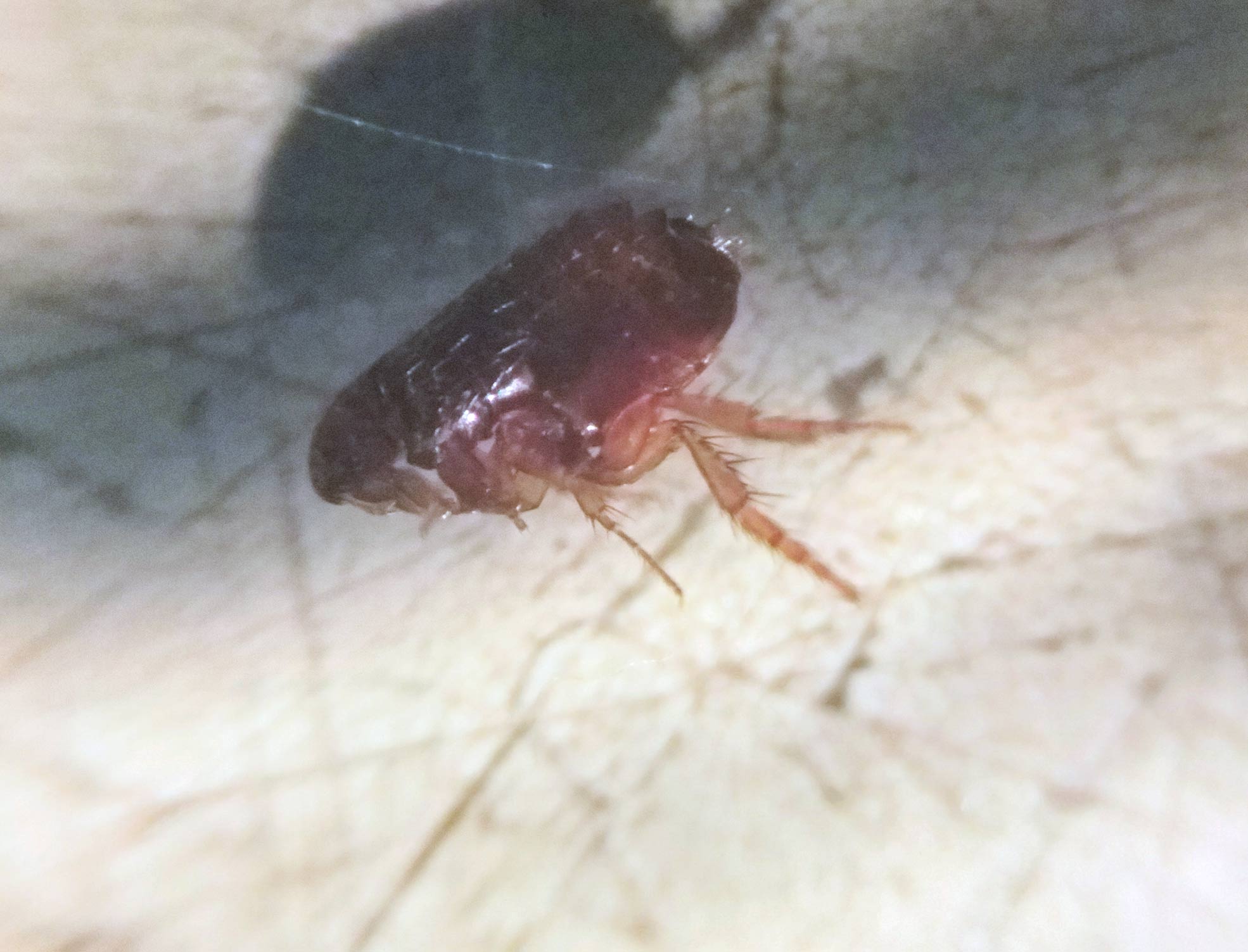 Pire (Ctenocephalides sp.)