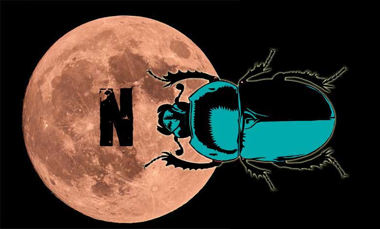 Bok Böcekleri ve Hayat