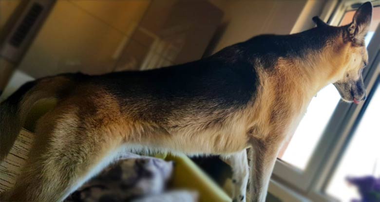 Muria