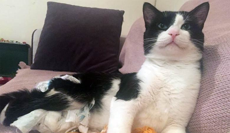 Kedi Pia