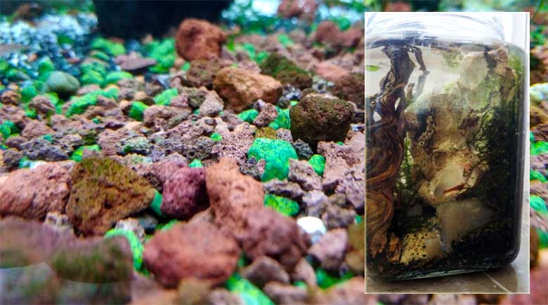 Karasal ve sucul yaşam.