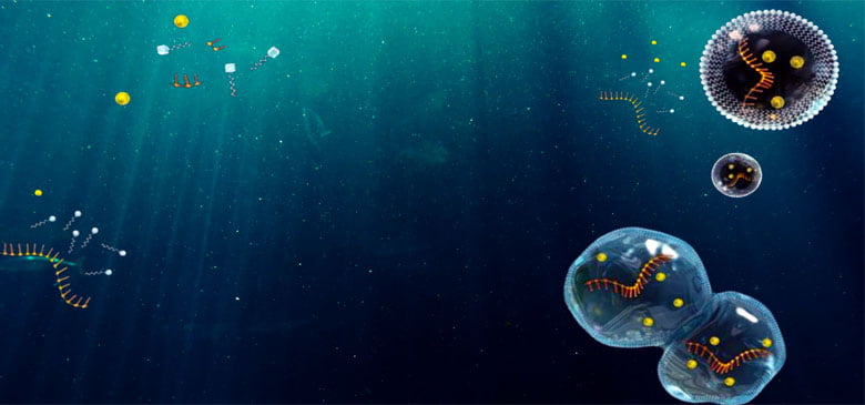 Yaşamın Başlangıcında Hücre Modelleri ve Önemi