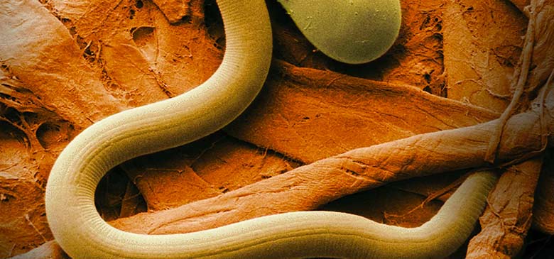 Astronematoloji: Uzay Araştırmalarında Nematodlar