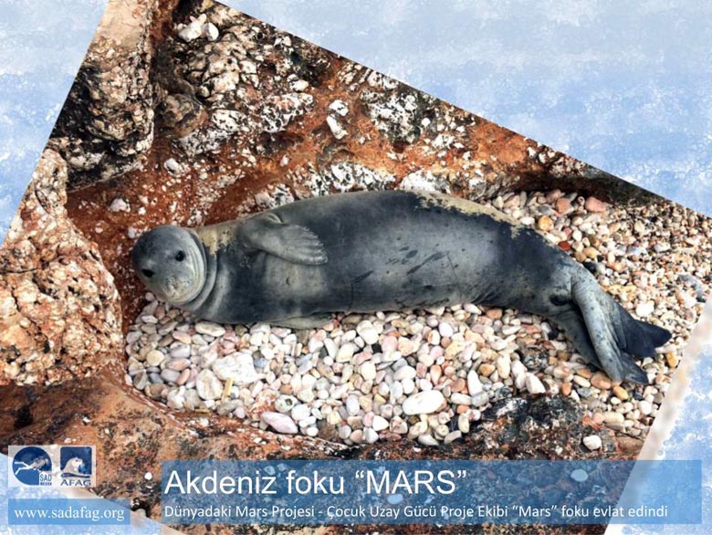 Fok Mars - Akdeniz Foku